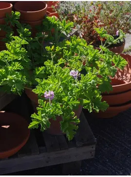 Pelargonium 'Attar of Roses'