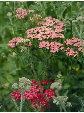Achillea 'Fanal'