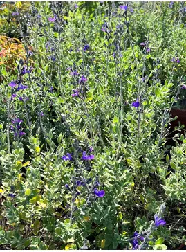 Salvia 'Fannette'