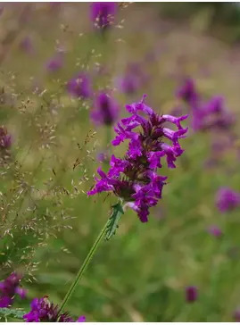 Betonica officinalis