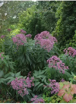 Eutrochium maculatum (Atropurpureum Group) 'Riesenschirm'