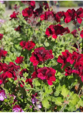 Pelargonium 'Voodoo'
