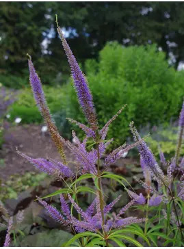 Veronicastrum sibiricum