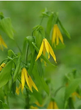Uvularia grandiflora