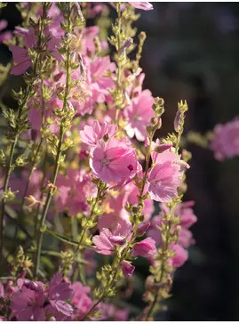 Sidalcea 'My Love'