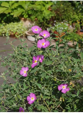 Cistus x argenteus 'Peggy Sammons'