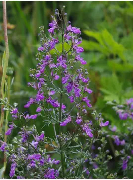 Teucrium orientale