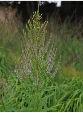 Veronicastrum virginicum