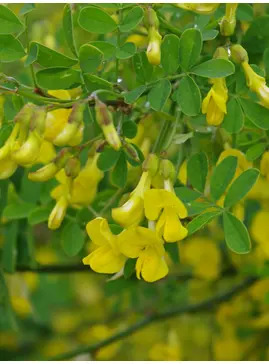 Hippocrepis emerus