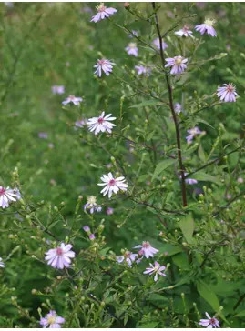 Symphyotrichum 'Primrose Path'