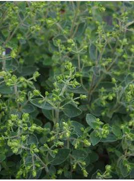 Origanum 'Jekka's Spice'