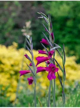 Gladiolus communis subsp. byzantinus