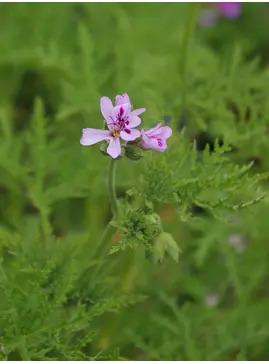 Pelargonium denticulatum 'Filicifolium'
