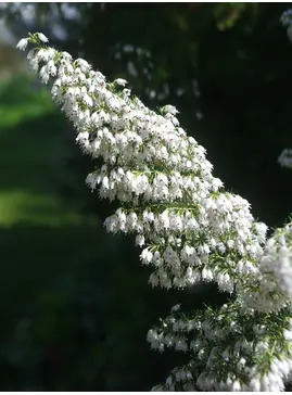 Erica arborea