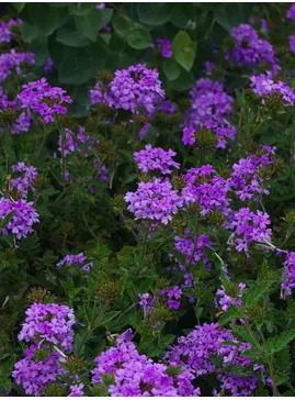 Glandularia 'La France'