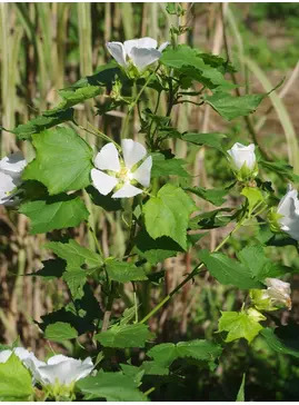 Kitaibela vitifolia