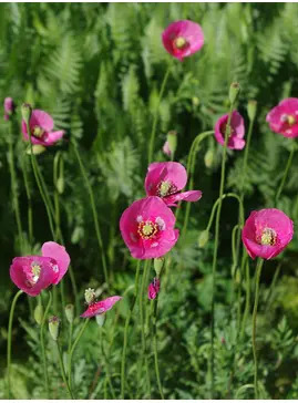 Papaver dubium subsp. lecoqii 'Albiflorum'