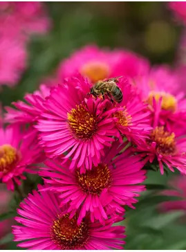 Symphyotrichum novae-angliae 'Andenken an Alma P&ouml;tschke'