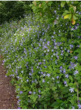 Vinca difformis subsp. sardoa