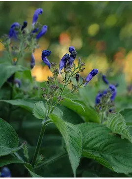 Strobilanthes atropurpurea