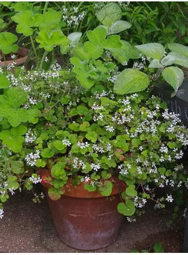 Pelargonium australe