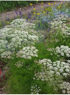 Peucedanum rablense