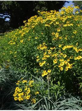 Helenium 'Riverton Beauty'