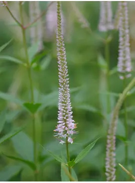 Veronicastrum virginicum f. roseum