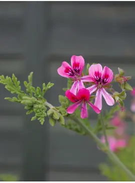 Pelargonium 'Blandfordianum Roseum'