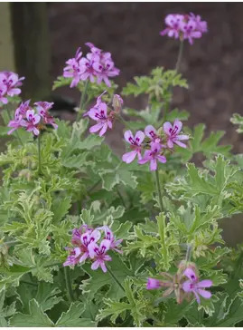 Pelargonium 'Lady Plymouth'