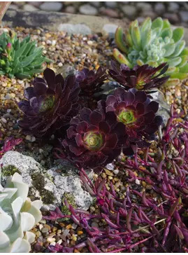 Aeonium arboreum 'Tip Top'
