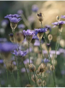 Catananche caerulea