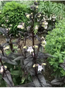 Penstemon digitalis 'Husker Red'