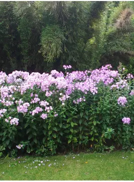 Phlox paniculata mixed