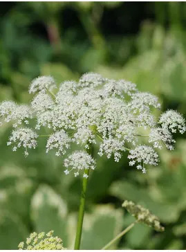 Peucedanum ostruthium 'Daphnis'