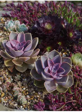 Echeveria 'Duchess of Nuremberg'