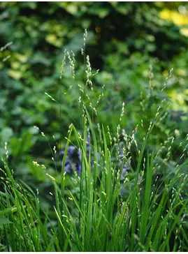 Melica uniflora f. albida