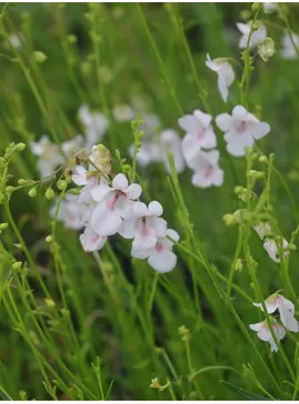 Diascia integerrima 'Blush'