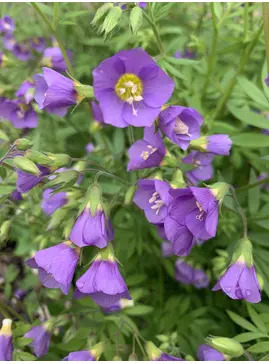 Polemonium 'Lambrook Mauve'