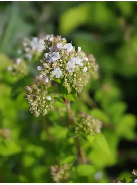 Origanum vulgare 'White Charm'