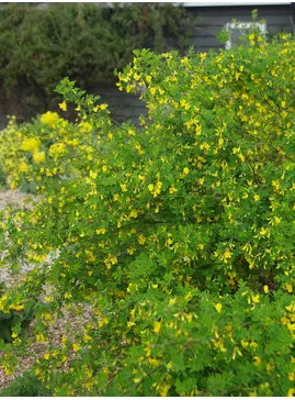 Hippocrepis emerus