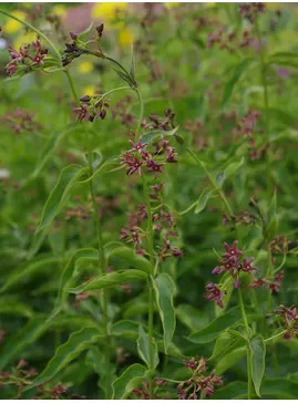 Vincetoxicum fuscatum