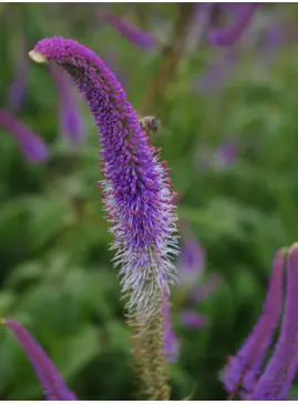 Veronicastrum virginicum 'Fascination'