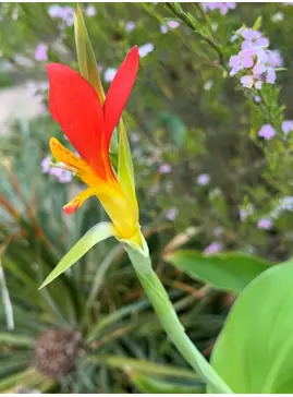 Canna brasiliensis