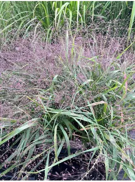 Eragrostis spectabilis