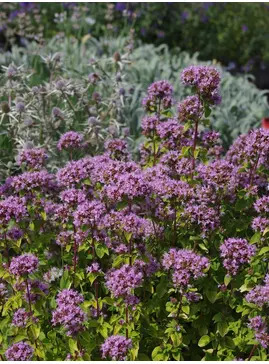 Origanum vulgare 'Pink Thumbles'