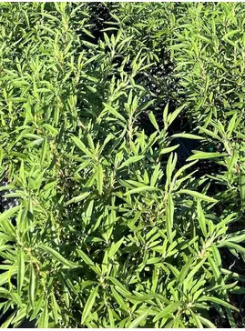 Salvia mellifera