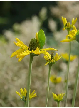 Rudbeckia maxima 'Golda Emanis'