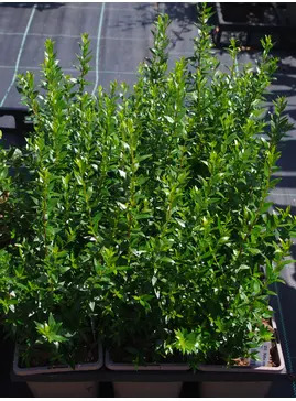 Myrtus communis subsp. tarentina