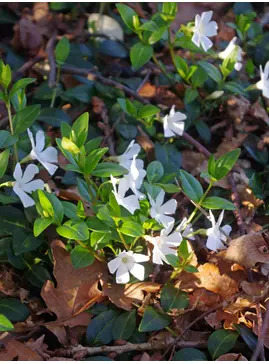 Vinca minor f. alba